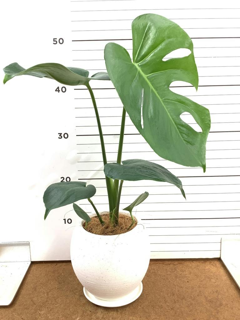 モンステラ 4号 | 観葉植物通販HitoHana(ひとはな)