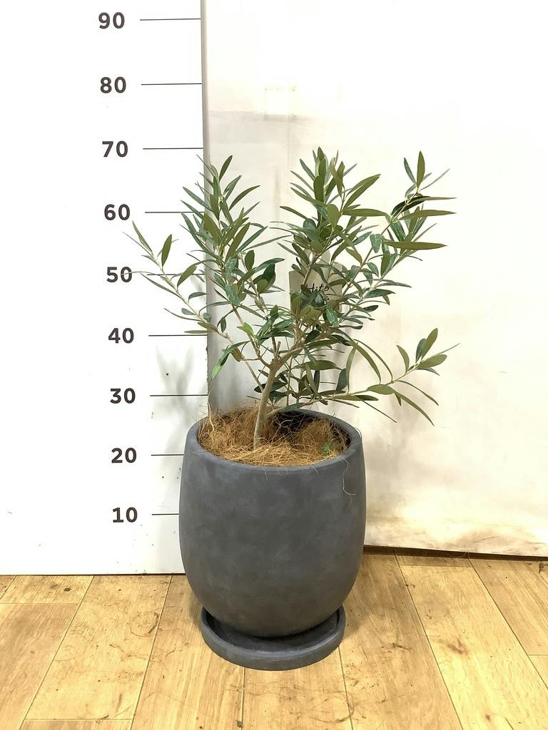 オリーブの木 6号 | 観葉植物 | 送料無料でお届け - Hitohana（ひとはな）