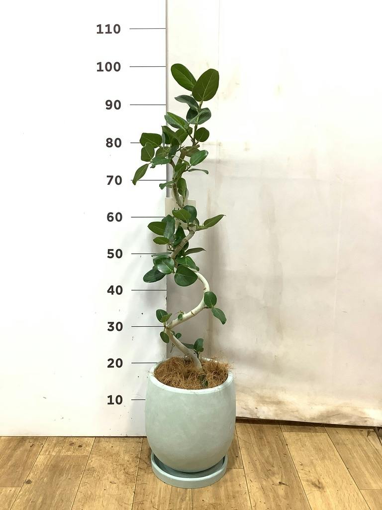 フィカス ベンガレンシス 5号 | 観葉植物通販 HitoHana（ひとはな）