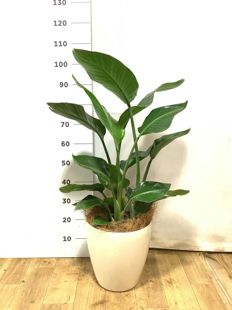 オーガスタ 8号 | 観葉植物の通販ならHitoHana