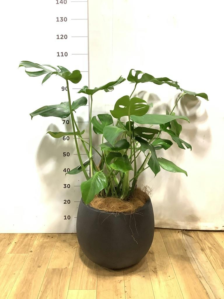 モンステラ 8号 | 観葉植物 | インテリアやギフトに - Hitohana（ひと