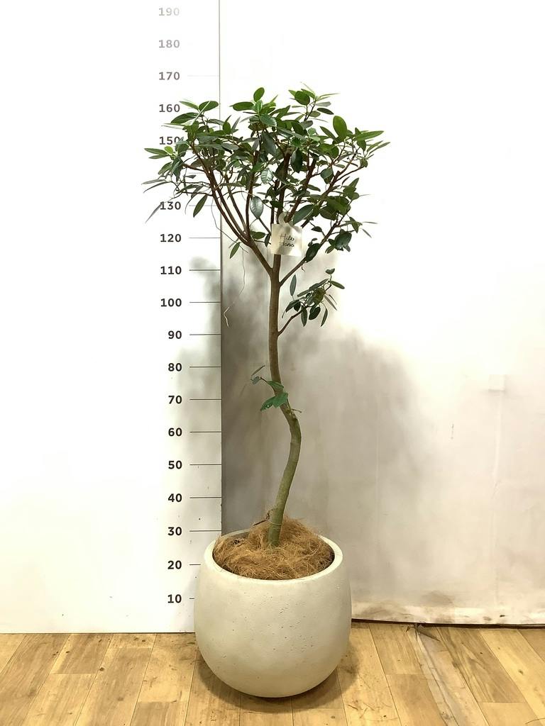 フランスゴムの木 8号 | 観葉植物 | 送料無料でお届け - Hitohana