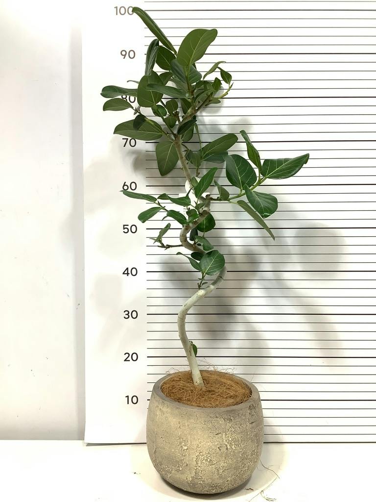 フィカス ベンガレンシス 5号 | 観葉植物通販 HitoHana（ひとはな）