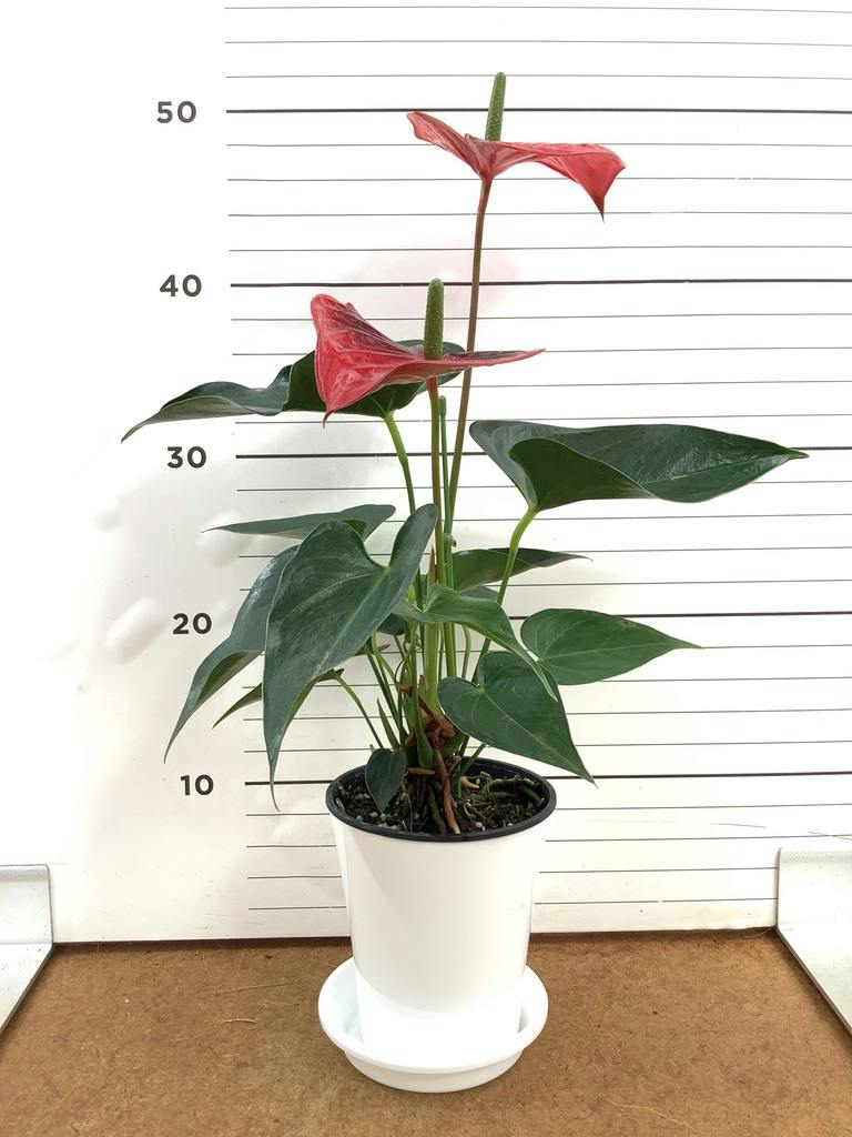 アンスリウム 4号 | 観葉植物 | 送料無料でお届け - Hitohana（ひとはな）