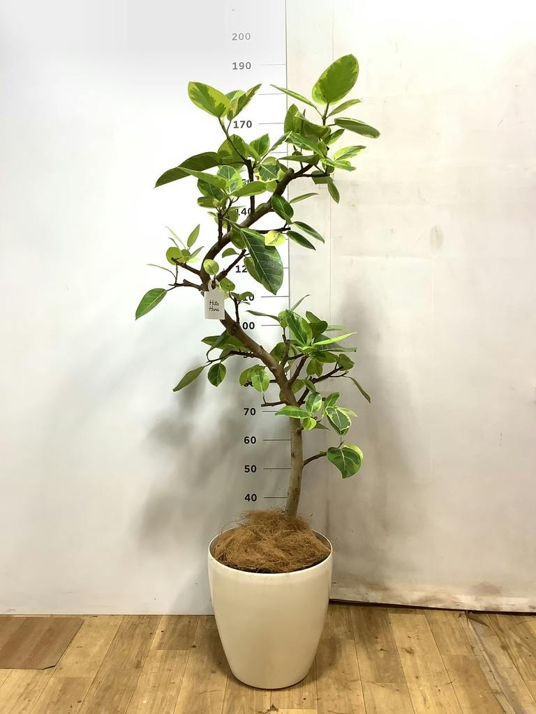 フィカス アルテシーマ 10号 | 観葉植物 | インテリアやギフトに