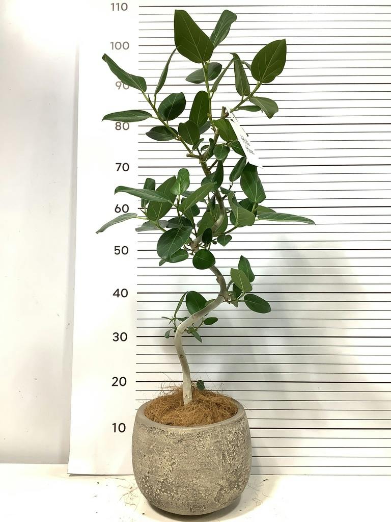 フィカス ベンガレンシス 5号 | 観葉植物通販 HitoHana（ひとはな）