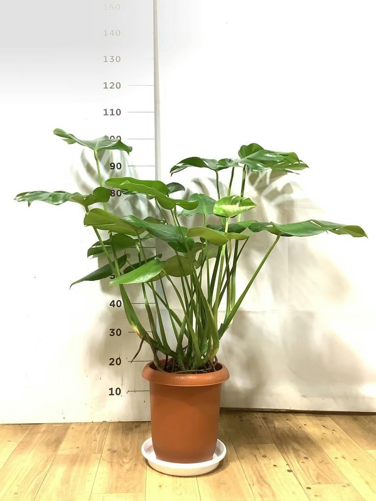 モンステラ 8号 | 観葉植物 | インテリアやギフトに - Hitohana（ひと