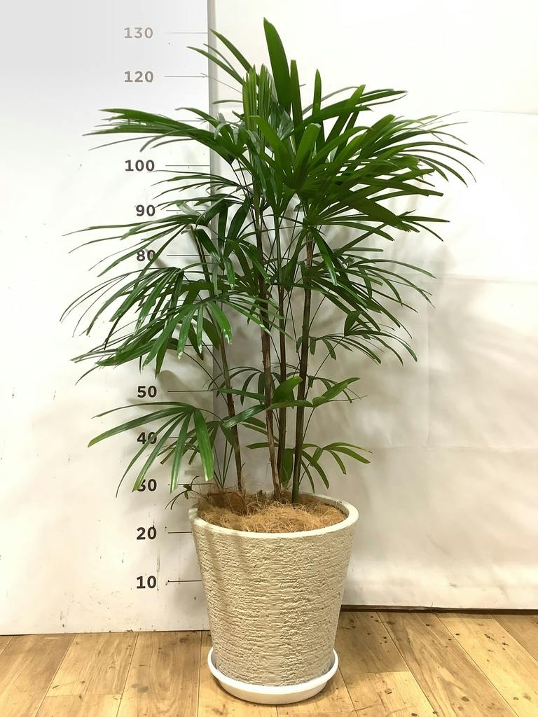 シュロチク 8号 | 観葉植物 | 送料無料でお届け - Hitohana（ひとはな）