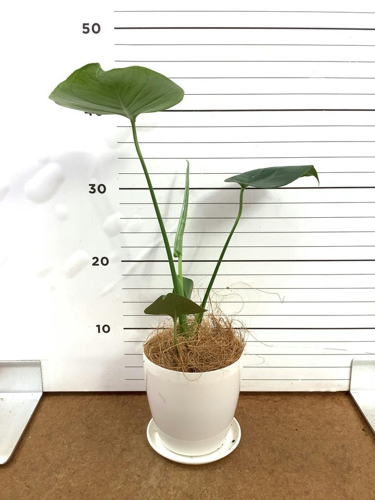 観葉植物 モンステラ 4号 ボサ造り ラスターポット 付き | 観葉植物