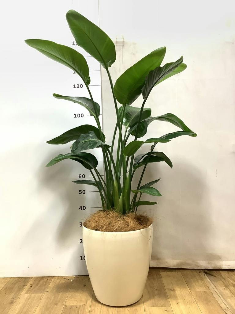 オーガスタ 10号 | 観葉植物の通販ならHitoHana