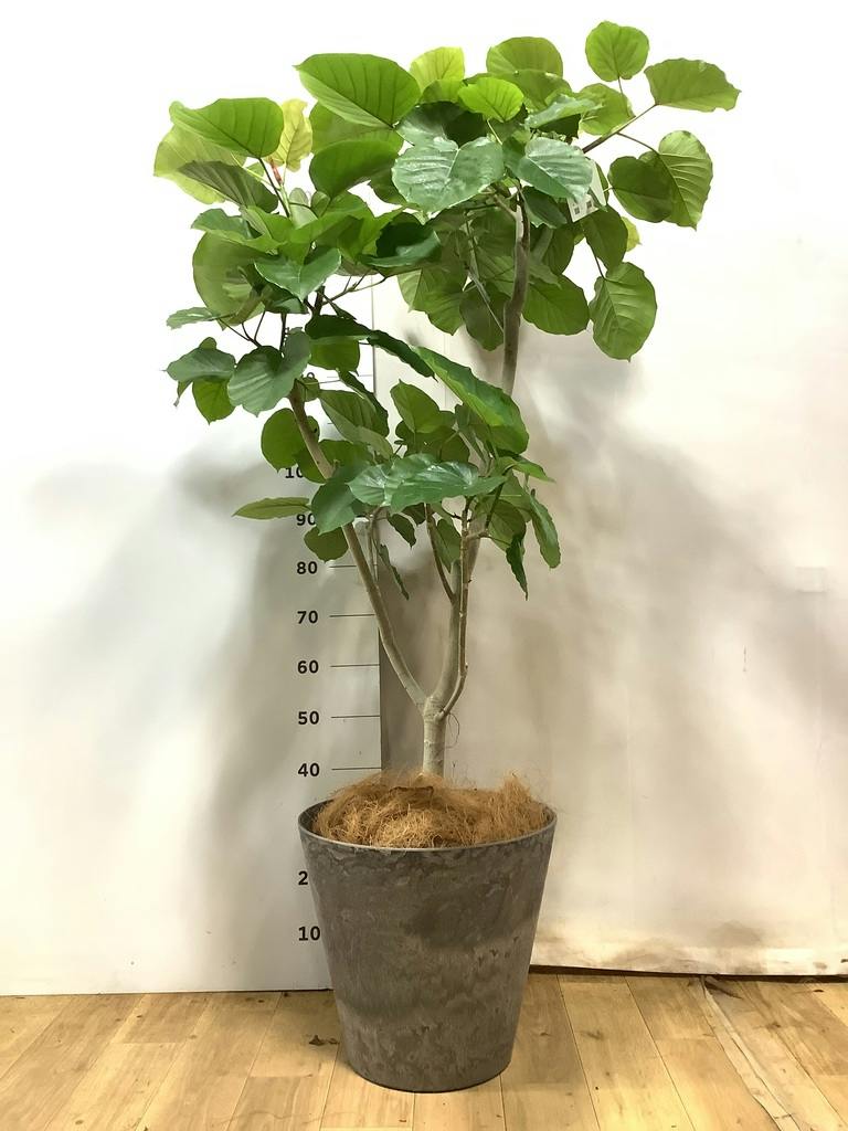 観葉植物 フィカス ウンベラータ 【170cm】 10号 ねじり #72656 ※1都3