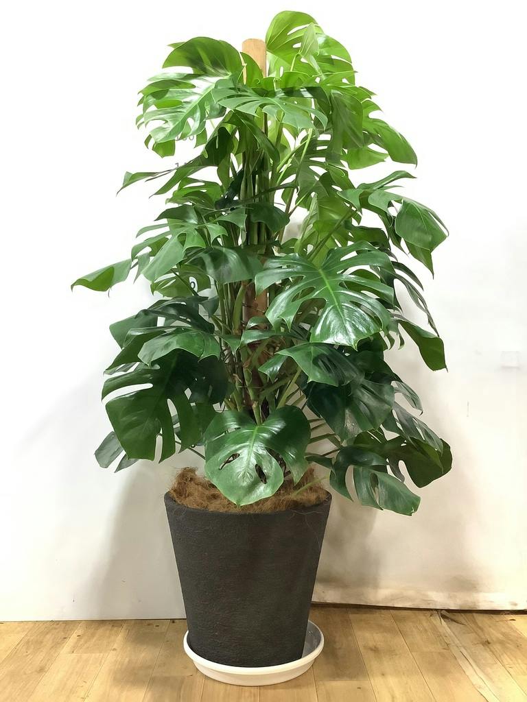 モンステラ 10号 | 観葉植物 | インテリアやギフトに - Hitohana（ひと