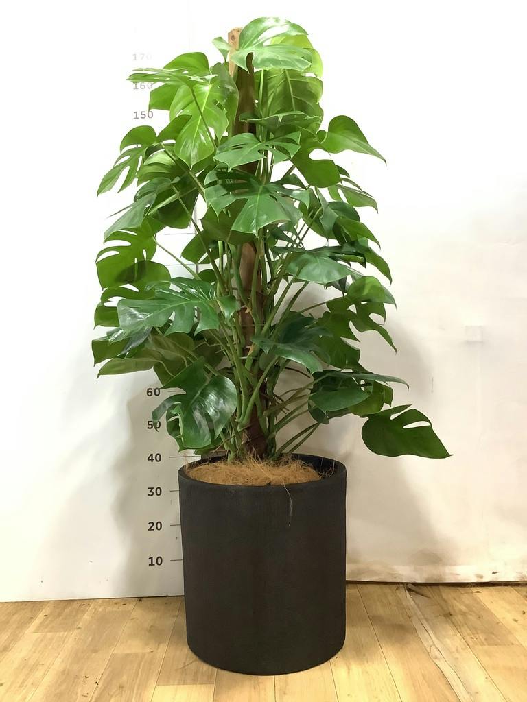 モンステラ 10号 | 観葉植物 | インテリアやギフトに - Hitohana（ひと