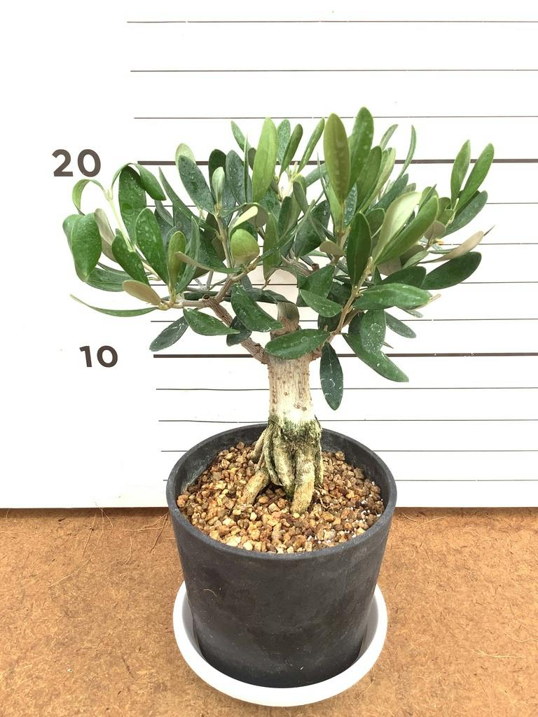 オリーブの木 創樹 10号 | 観葉植物通販HitoHana(ひとはな)