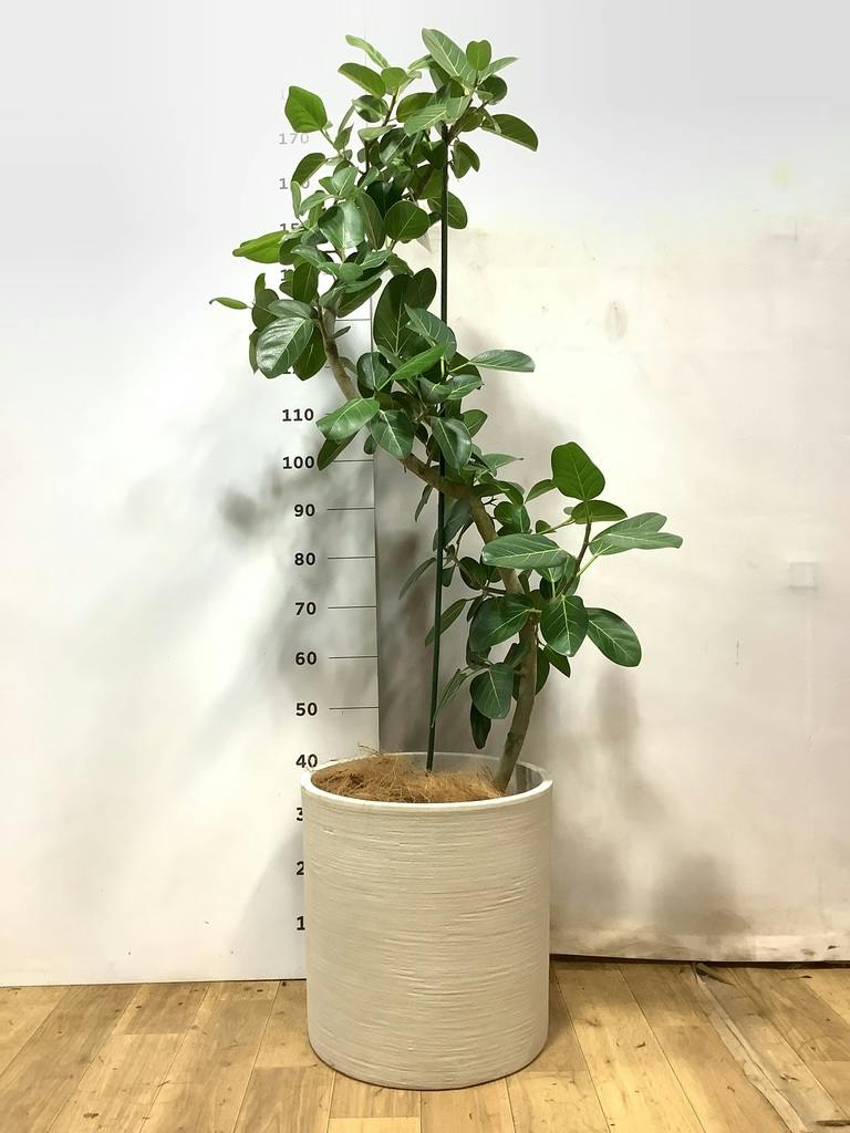 フィカス ベンガレンシス 10号 | 観葉植物通販 Hitohana（ひとはな）