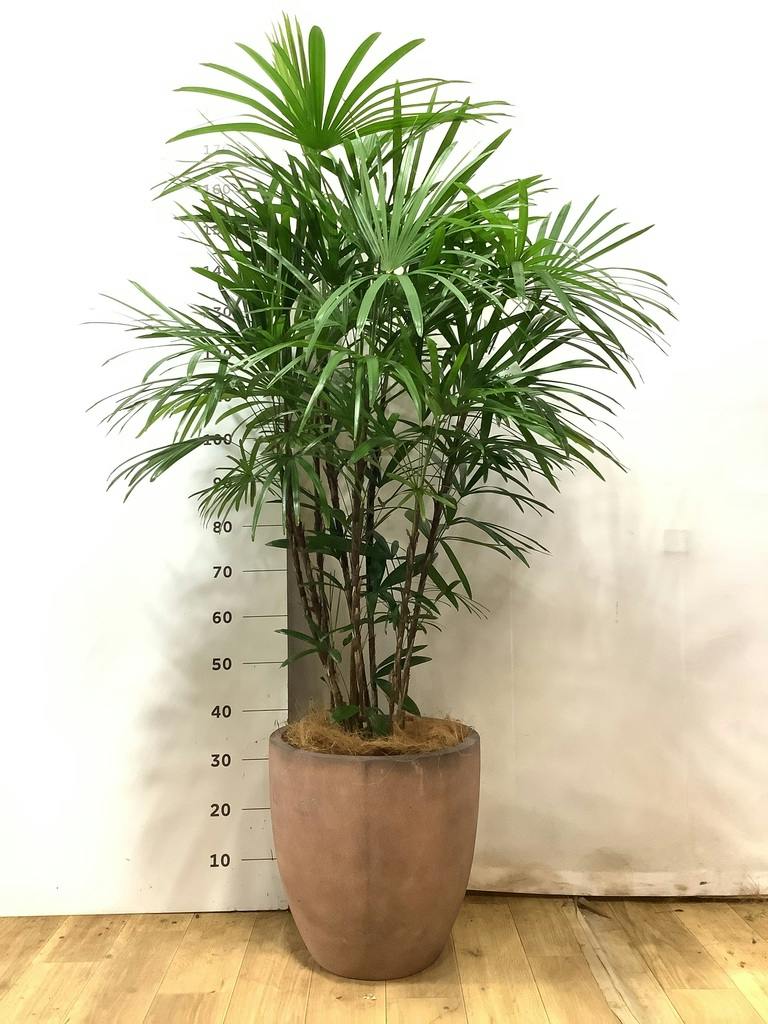 シュロチク（棕櫚竹） | 観葉植物の通販ならHitoHana（ひとはな）