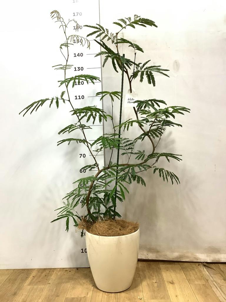 観葉植物 エバーフレッシュ 8号 曲り ジュピター 黒 付き | 観葉植物