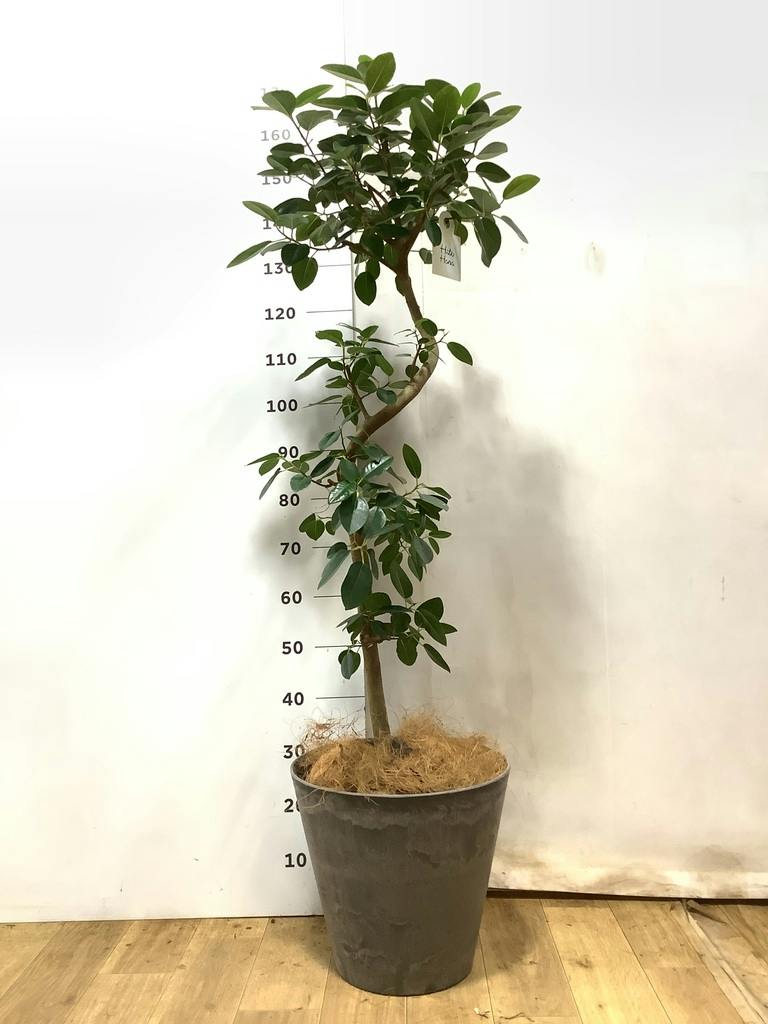 フランスゴムの木 8号 | 観葉植物 | 送料無料でお届け - Hitohana