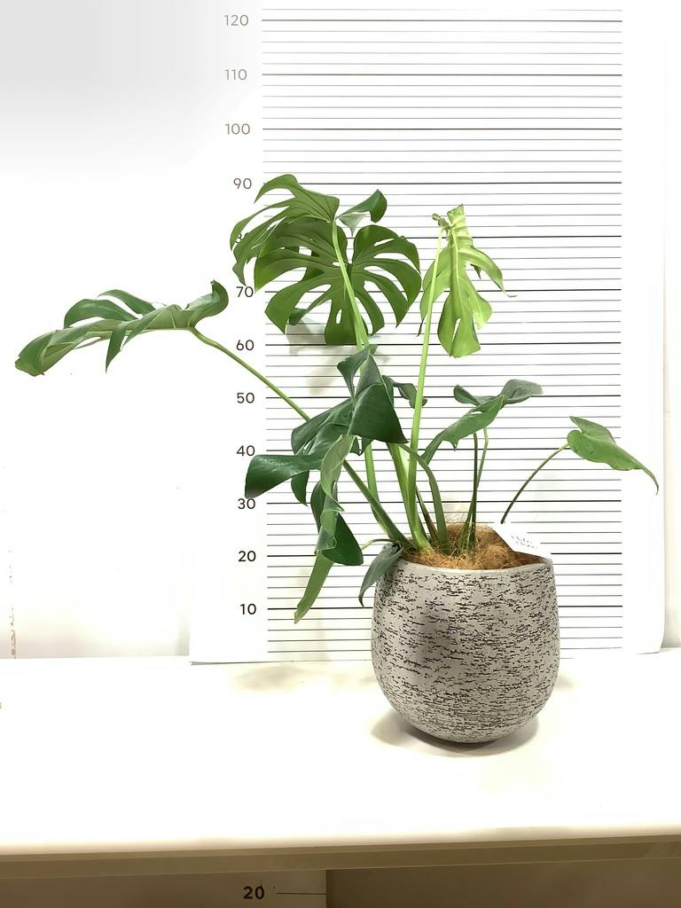 モンステラ 6号 | 観葉植物 | インテリアやギフトに - Hitohana（ひと