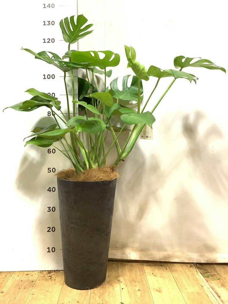 観葉植物 モンステラ 8号 ボサ造り リブバスケットNatural and Black