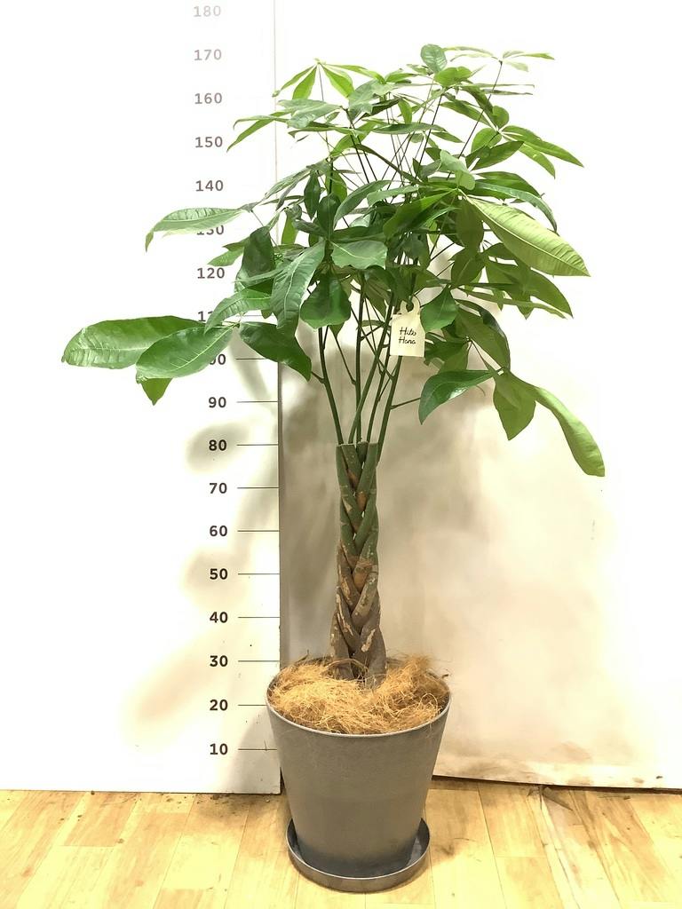 観葉植物 パキラ 8号 ねじり アートストーン グレー 鉢皿付き #AS