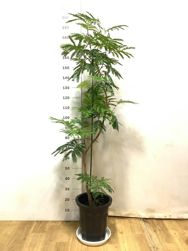 観葉植物 エバーフレッシュ 10号 曲り プラスチック鉢 | 観葉植物なら
