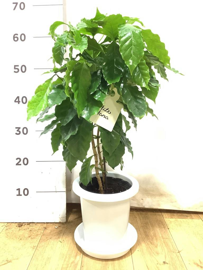 コーヒーの木 6号 | 観葉植物 | 送料無料でお届け - Hitohana（ひとはな）
