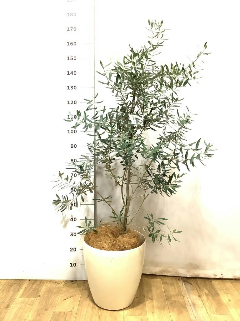オリーブの木 チプレッシーノ | 観葉植物 | 送料無料でお届け
