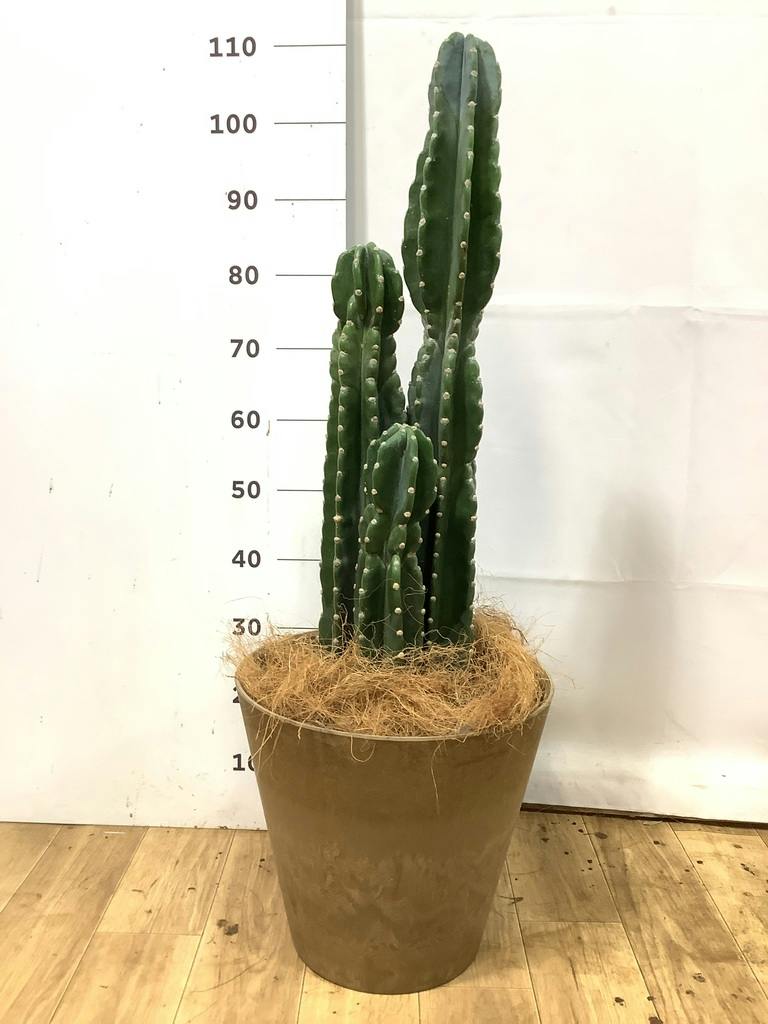 観葉植物 柱サボテン 8号 コーテス ヘックス ホワイトテラゾ 付き