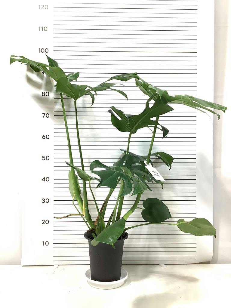 モンステラ 6号 | 観葉植物 | インテリアやギフトに - Hitohana（ひと
