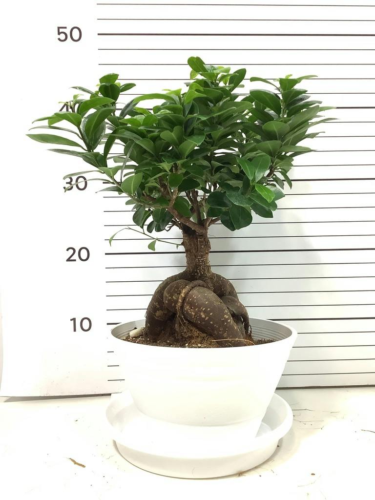 ガジュマル 7号 | 観葉植物通販HitoHana(ひとはな)