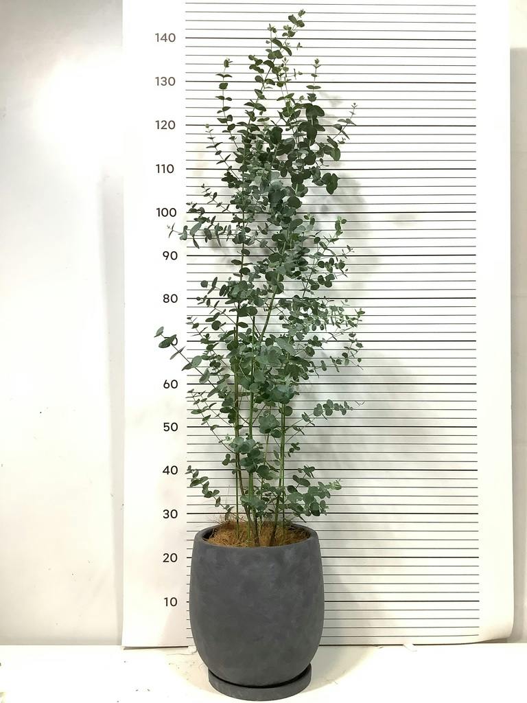 ユーカリ 7号 | 通販専門店 HitoHana（ひとはな）