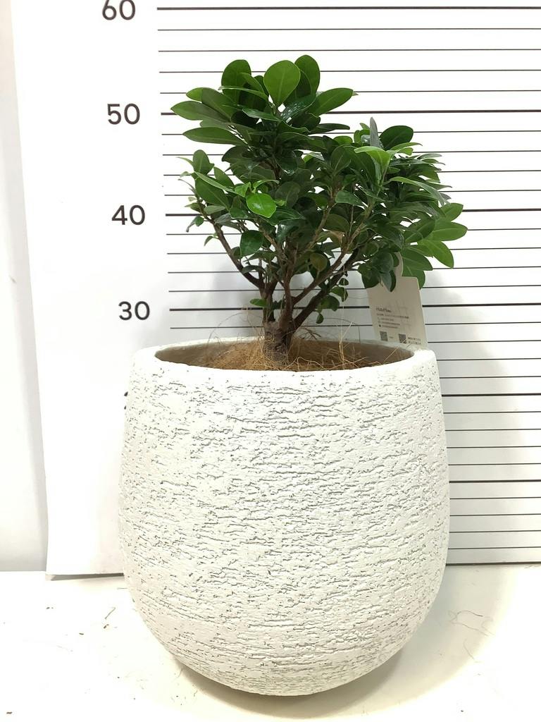 ガジュマル 6号 | 観葉植物 | インテリアやギフトに - Hitohana（ひと