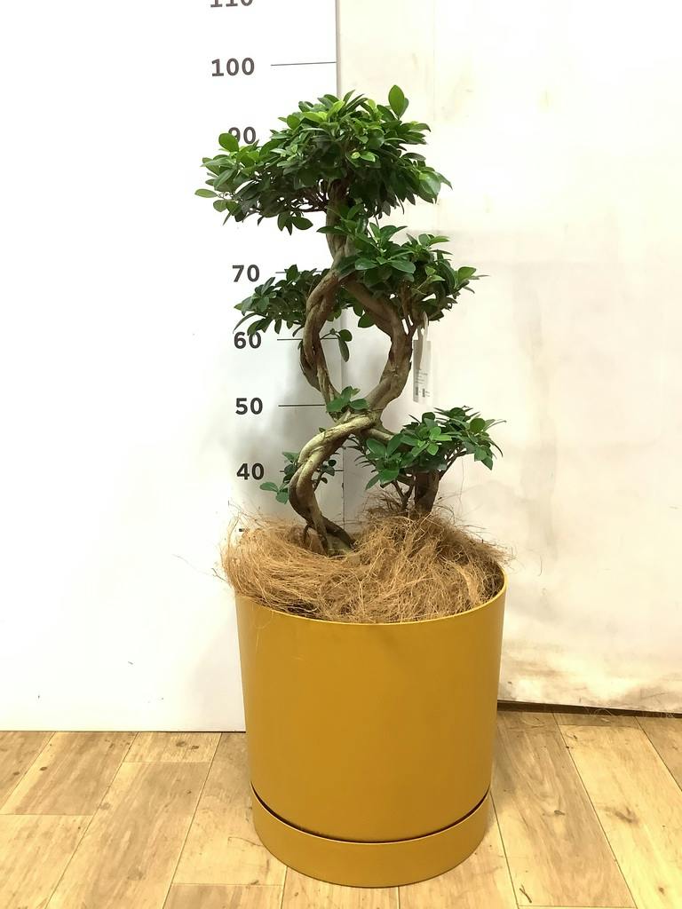 観葉植物 ガジュマル 8号 8の字 プラスチック鉢 | 観葉植物なら