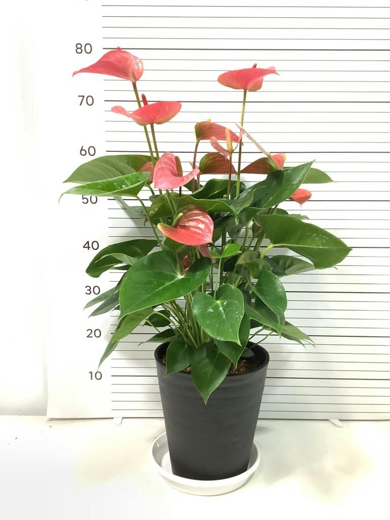 アンスリウム 7号 | 観葉植物の通販ならHitoHana（ひとはな）