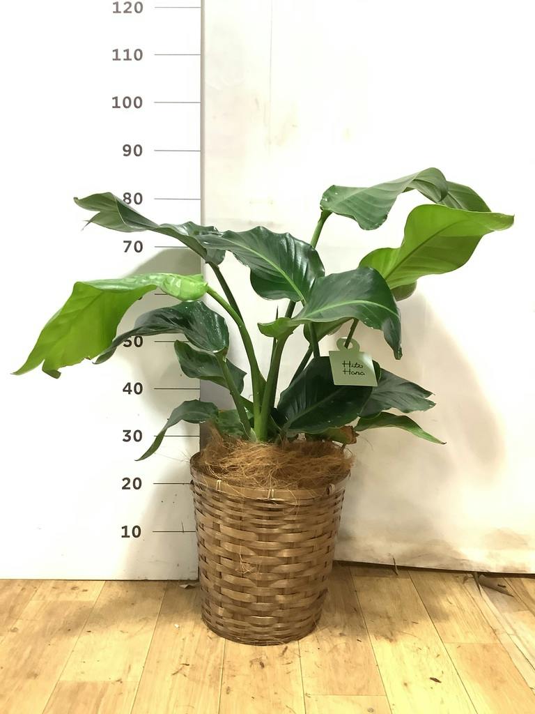 オーガスタ 大型 | 観葉植物の通販ならHitoHana