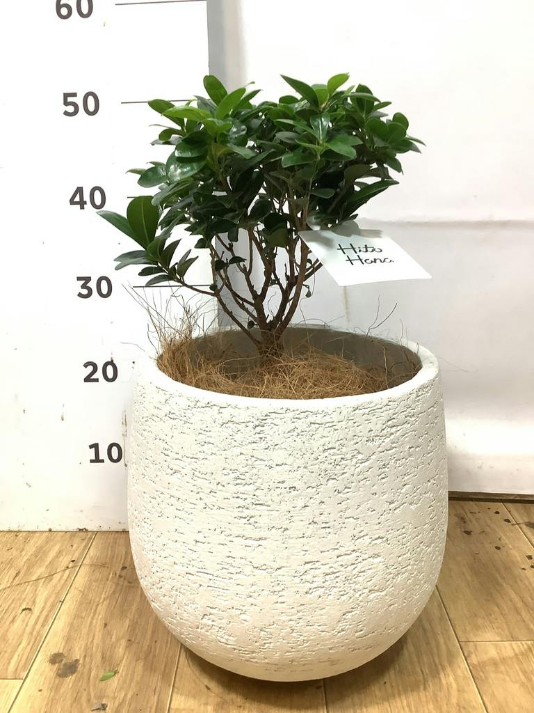 ガジュマル 6号 | 観葉植物 | インテリアやギフトに - Hitohana（ひと
