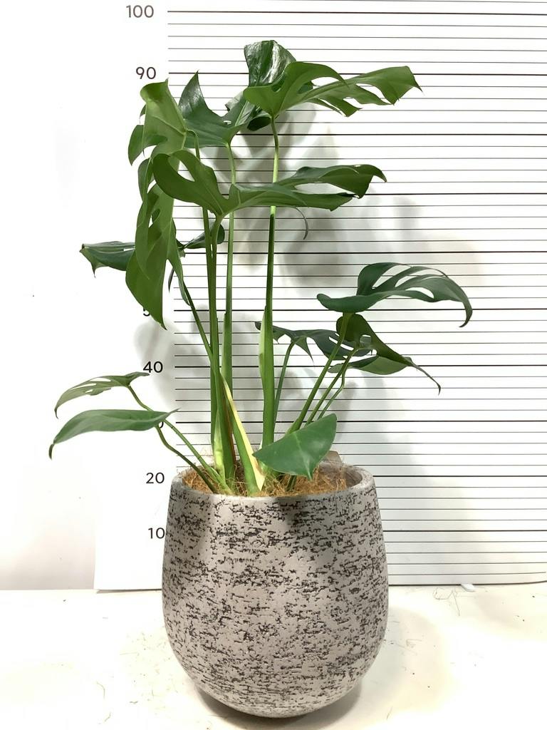 モンステラ 6号 | 観葉植物 | インテリアやギフトに - Hitohana（ひと