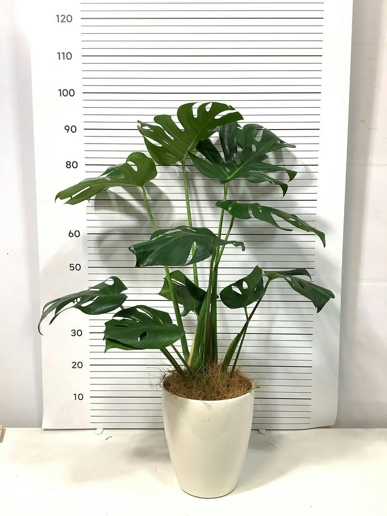 モンステラ 6号 | 観葉植物 | インテリアやギフトに - Hitohana（ひと