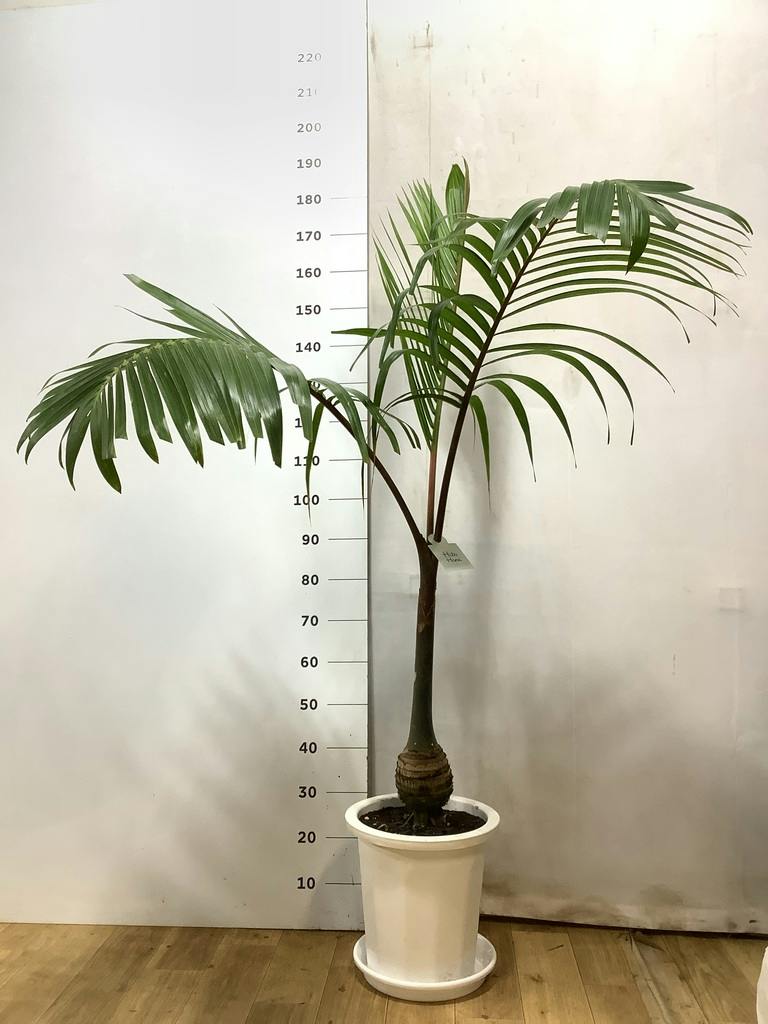 トックリヤシ | 観葉植物の通販ならHitoHana（ひとはな）
