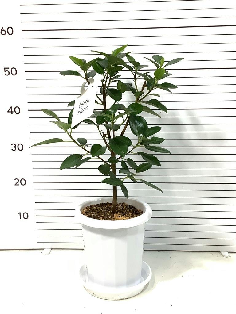 観葉植物 フランスゴムの木 6号 ノーマル プラスチック鉢 | 観葉植物