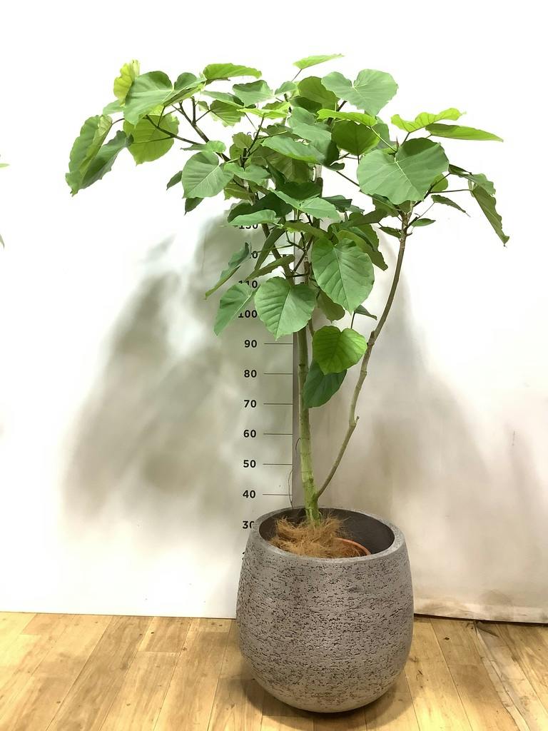 観葉植物 フィカス ウンベラータ 【170cm】 10号 ねじり #72656 ※1都3