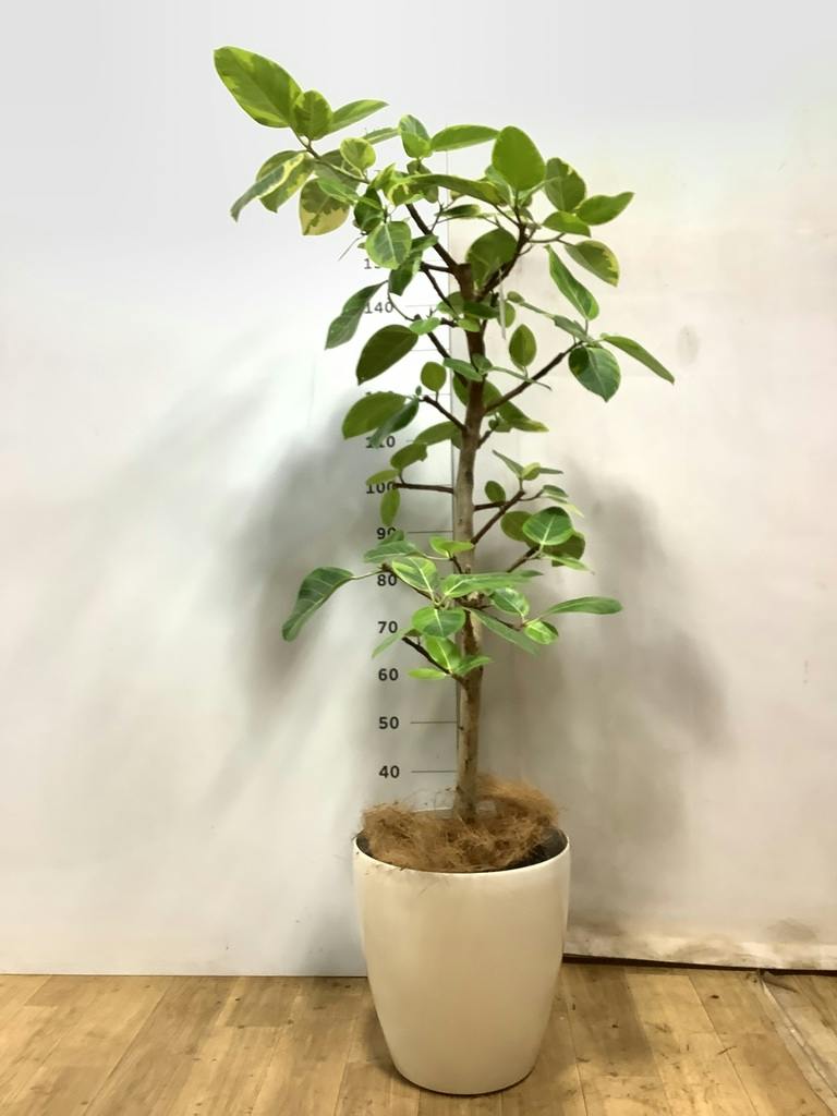 フィカス アルテシーマ 10号 | 観葉植物 | インテリアやギフトに