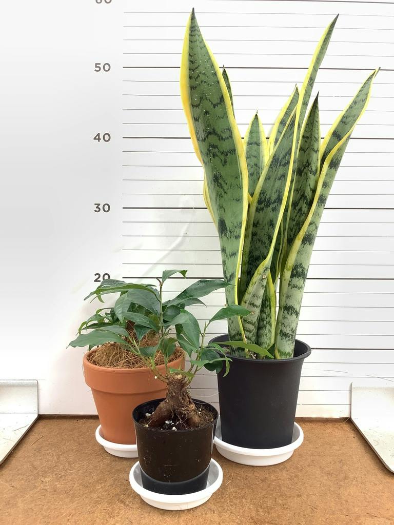 ガジュマル 3号 | 観葉植物の通販ならHitoHana（ひとはな）