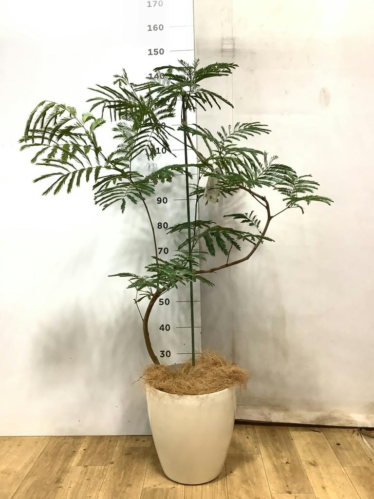 エバーフレッシュ 大型 | 観葉植物通販HitoHana(ひとはな)