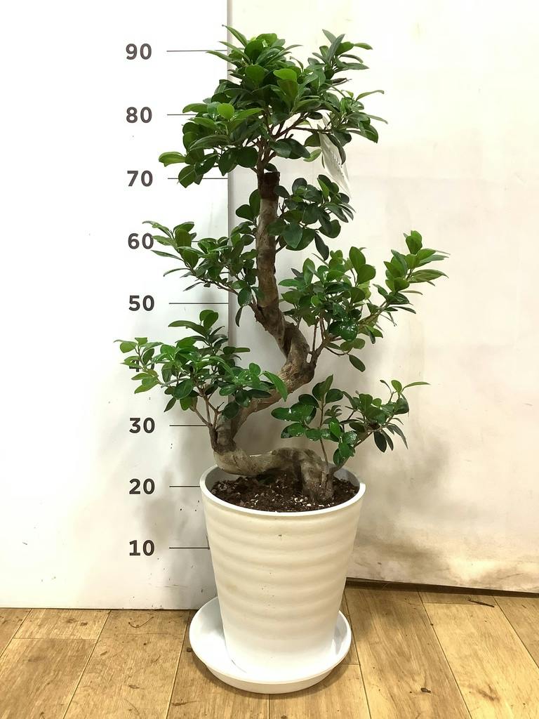ガジュマル 8号 | 観葉植物通販HitoHana(ひとはな)