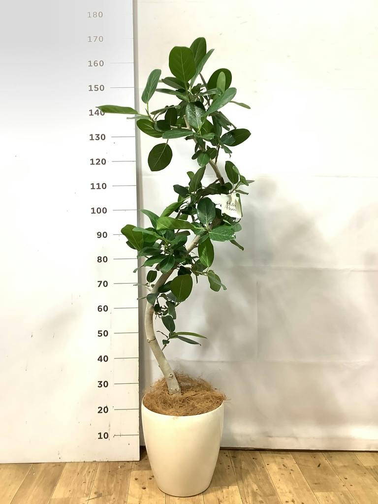 観葉植物 フィカス ベンガレンシス 8号 曲り ライム ドゥオ ユーポット