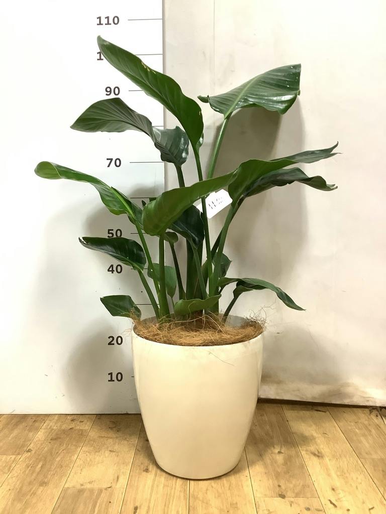 オーガスタ 大型 | 観葉植物の通販ならHitoHana