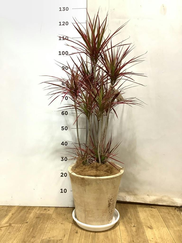 ドラセナ コンシンネ スカーレットアイビス 写真 | 観葉植物通販