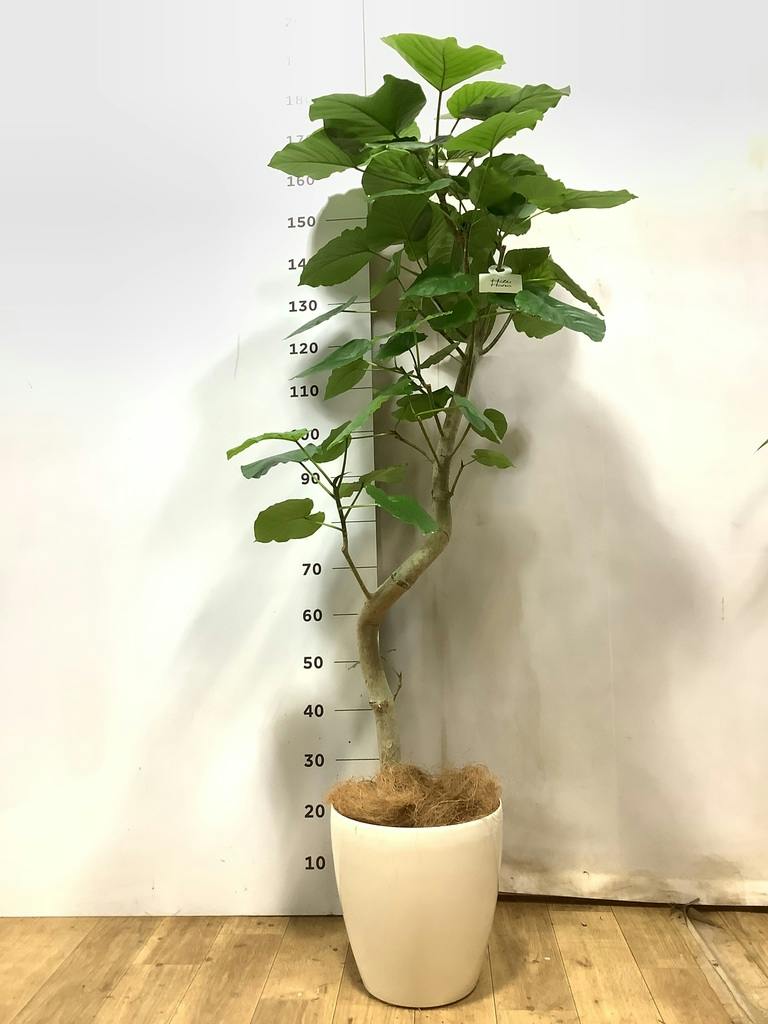 フィカス ウンベラータ 5号 | 観葉植物通販 HitoHana（ひとはな）